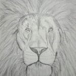 Lion Pencil art