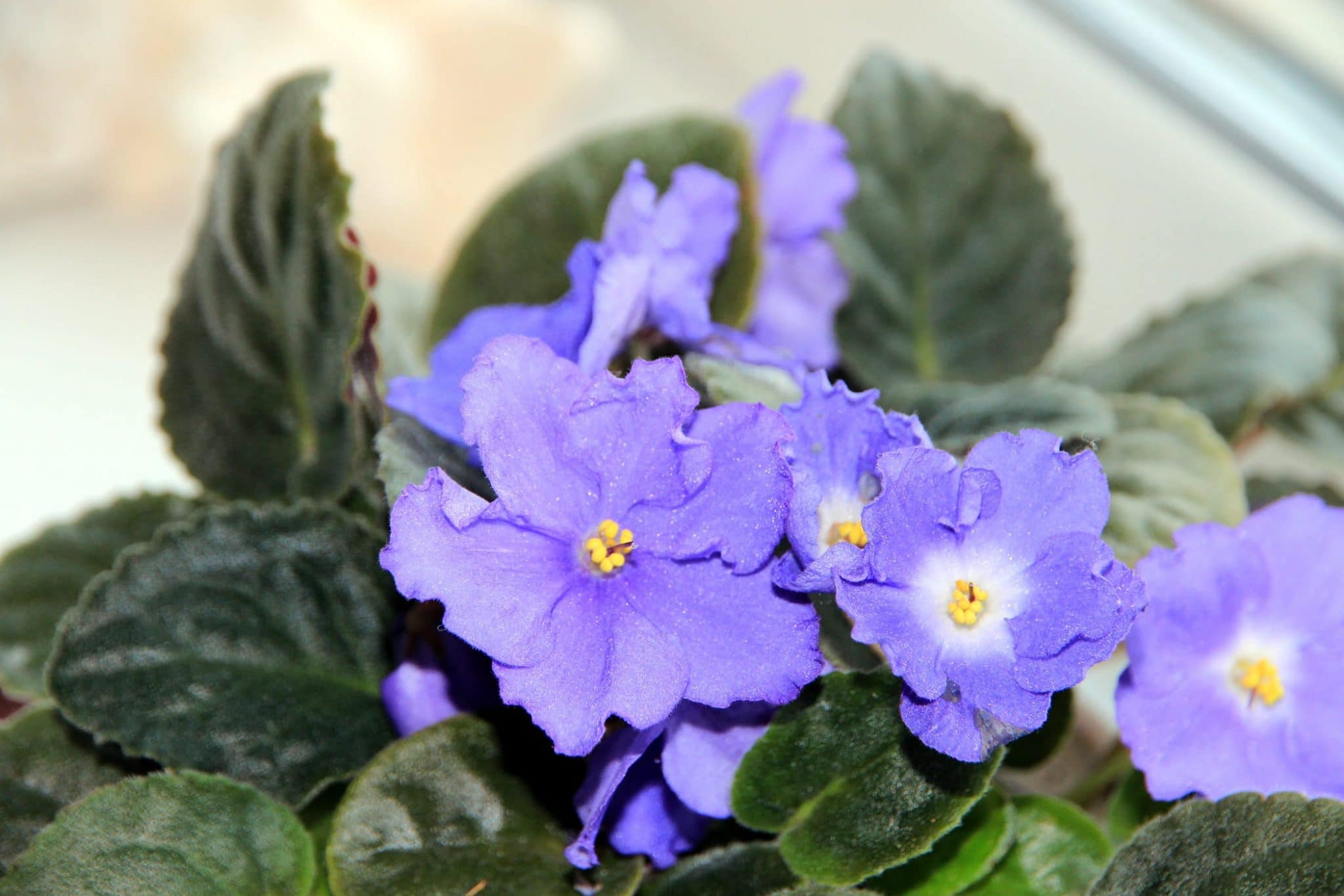 How often should you water an african violet plant information