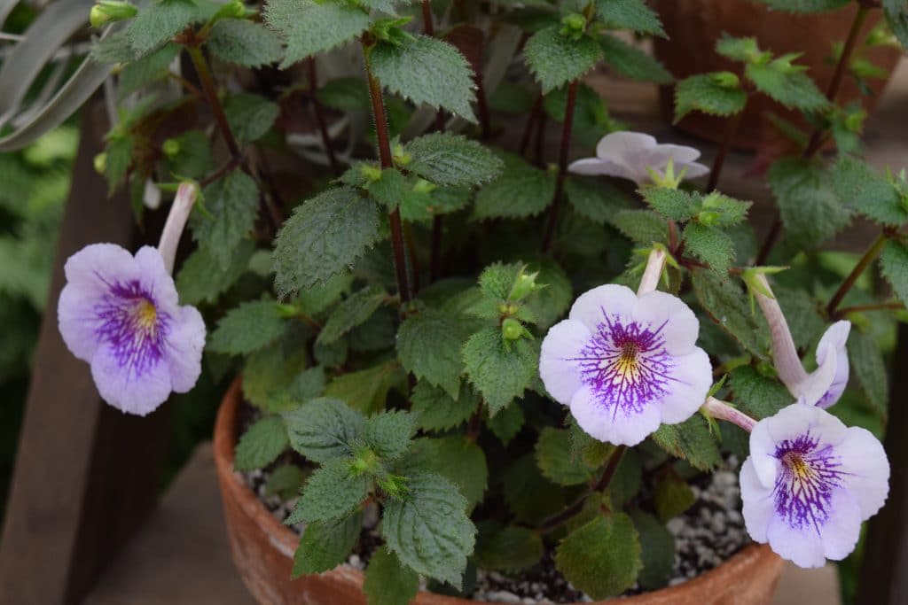 African Violet