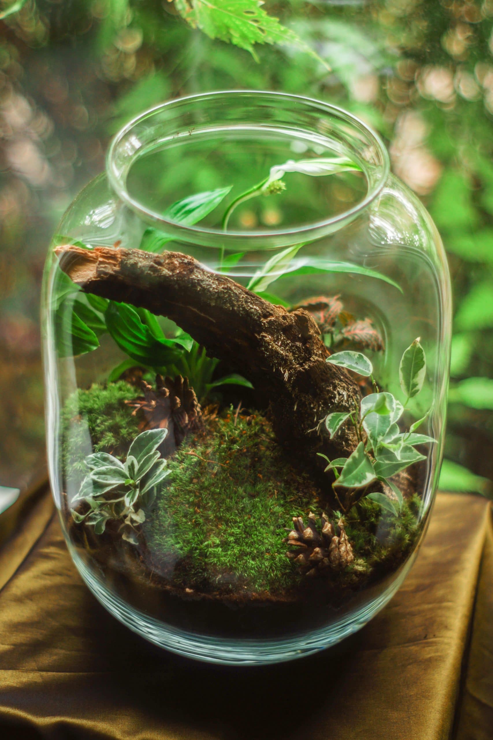 What Is A Closed Terrarium And How Does A Closed Terrarium Work?