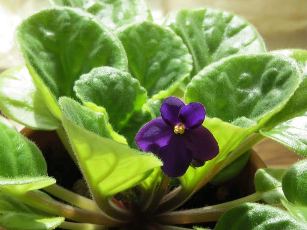 African Violet