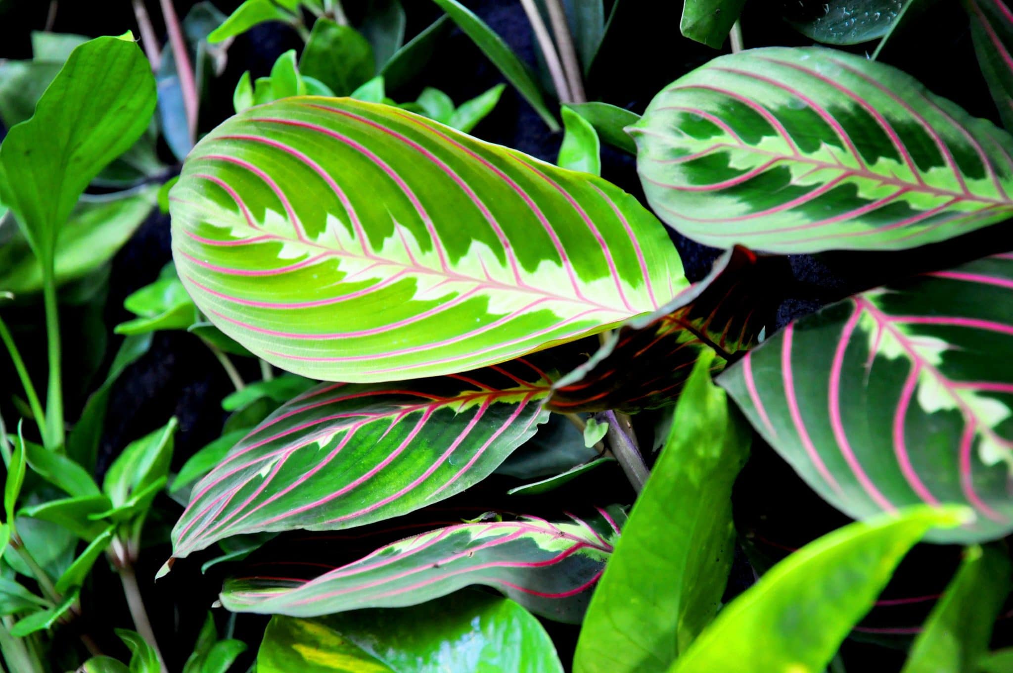 Prayer Plant Care How To Grow And Maintain A Payer Plant