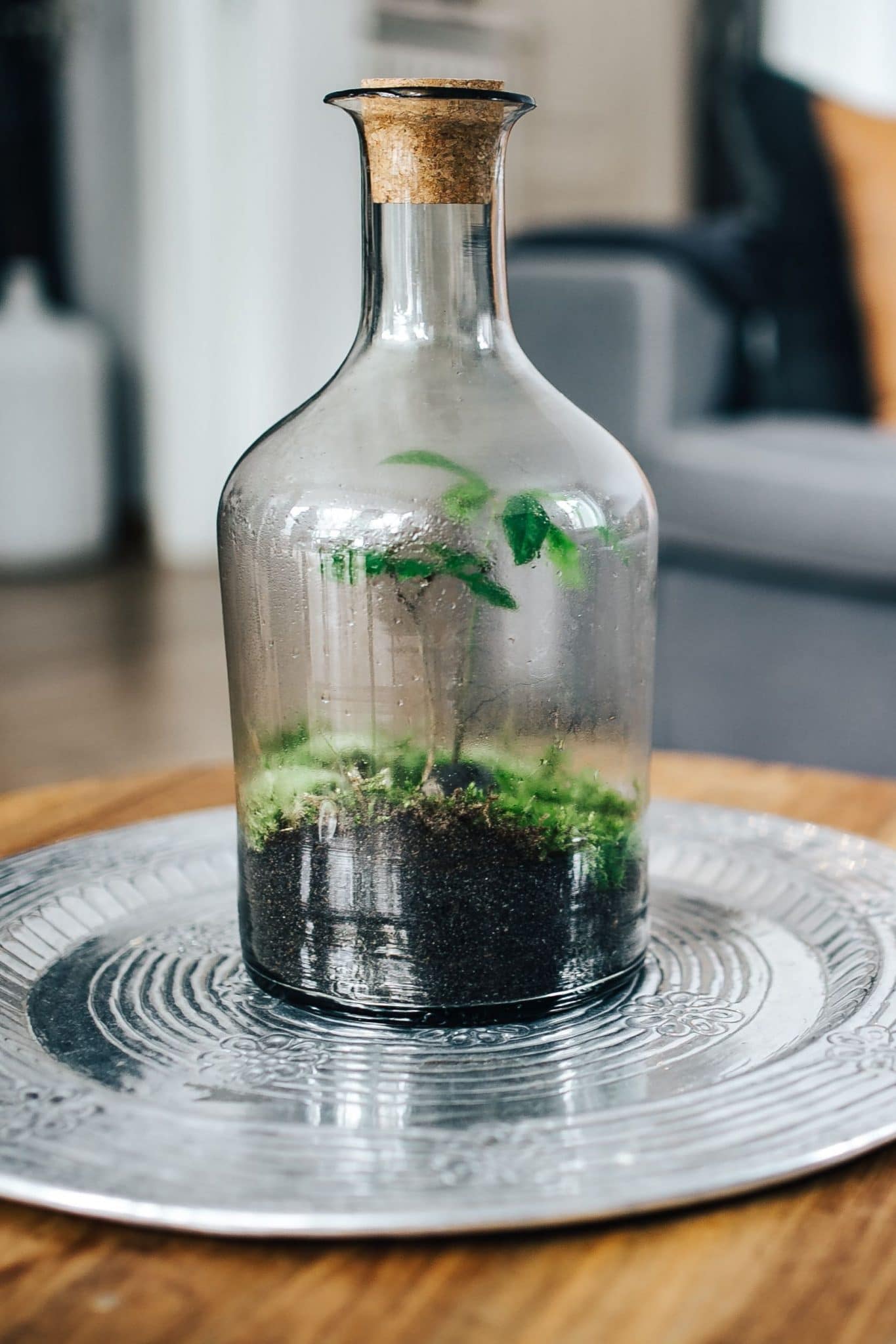 What Is A Closed Terrarium And How Does A Closed Terrarium Work?
