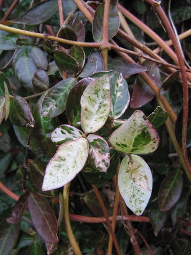 Trachelospermum asiaticum Goshiki
