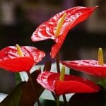 Anthurium