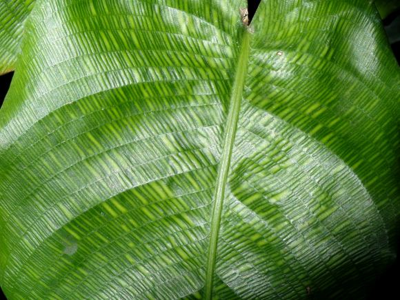 Calathea bella