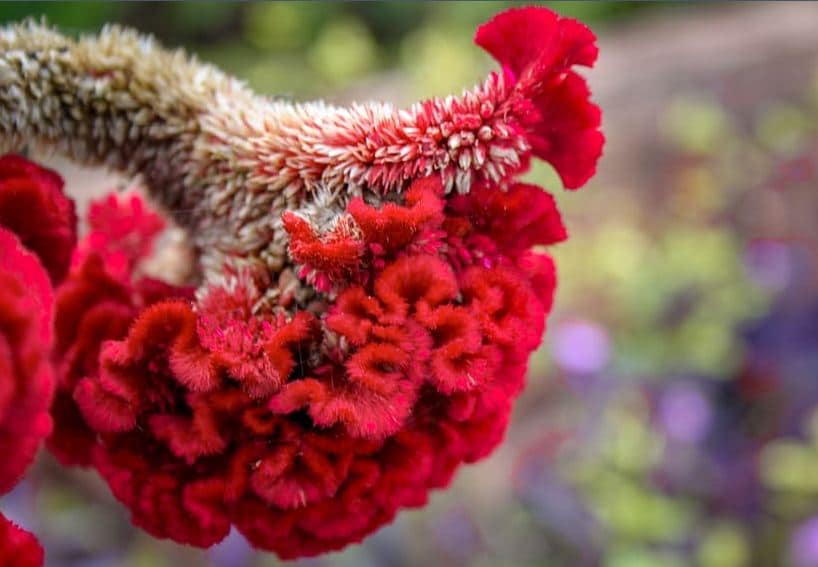 Celosia Cristata