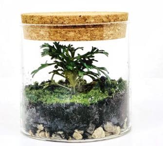 Closed terrarium