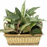 Dieffenbachia