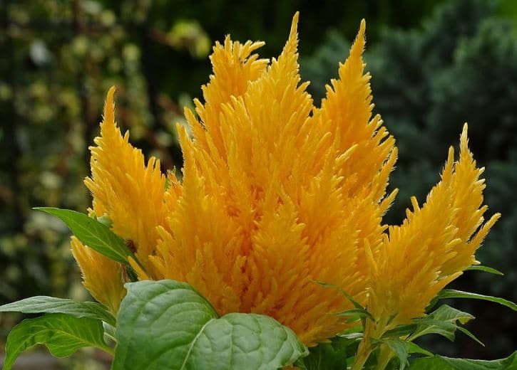 Fire Crested Celosia