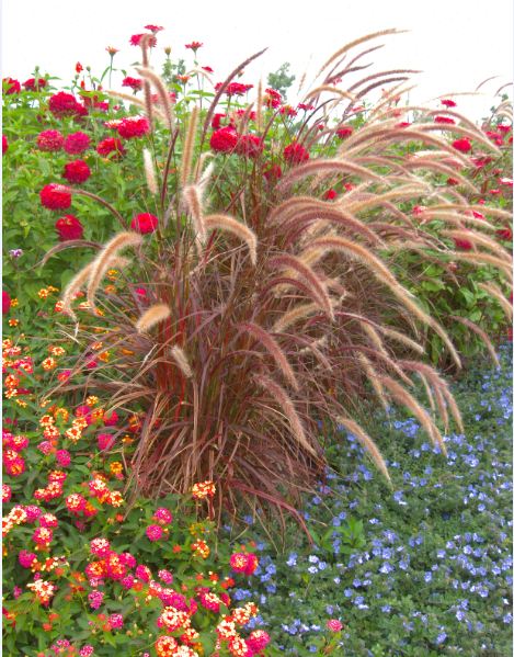 Pennisetum Setaceum Fireworks