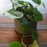 Philodendron