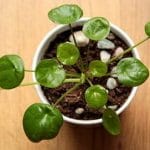 Pilea