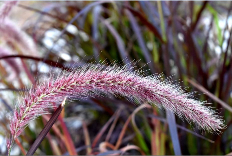 purple grass plants