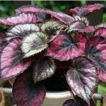 Rex begonia