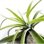 Tillandsia