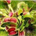 Venus fly trap