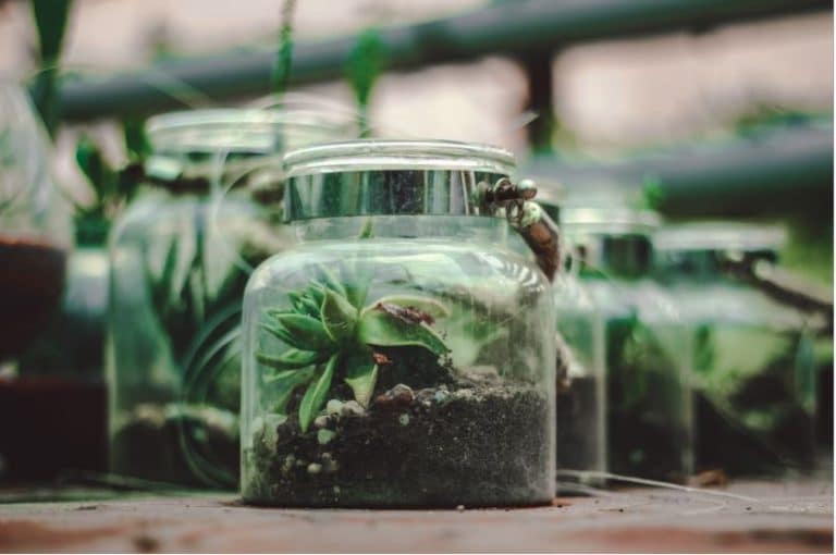 What Is A Closed Terrarium And How Does A Closed Terrarium Work?