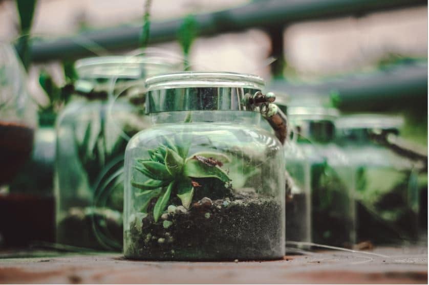 What Is A Closed Terrarium How A Work?