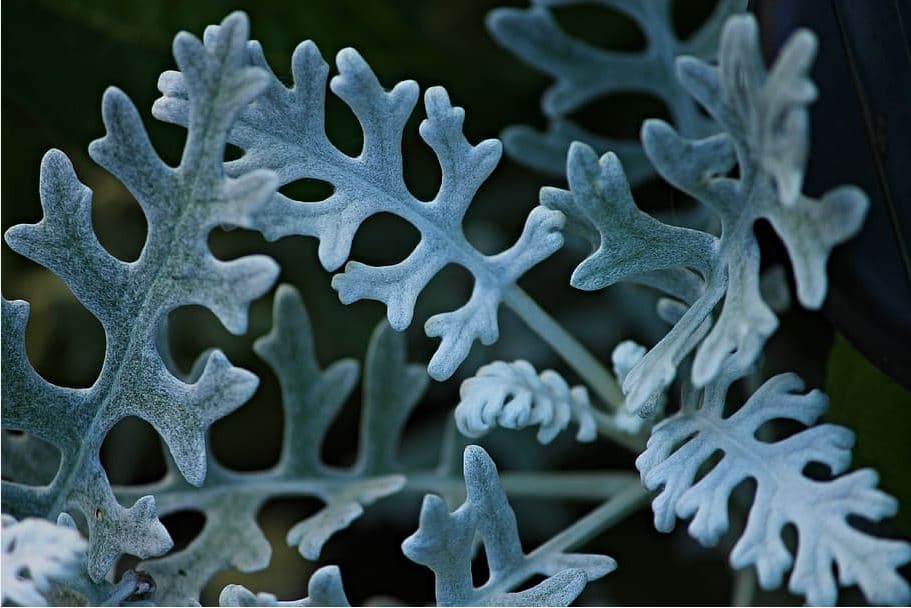 Care For Dusty Miller