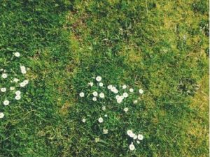 Moss lawn