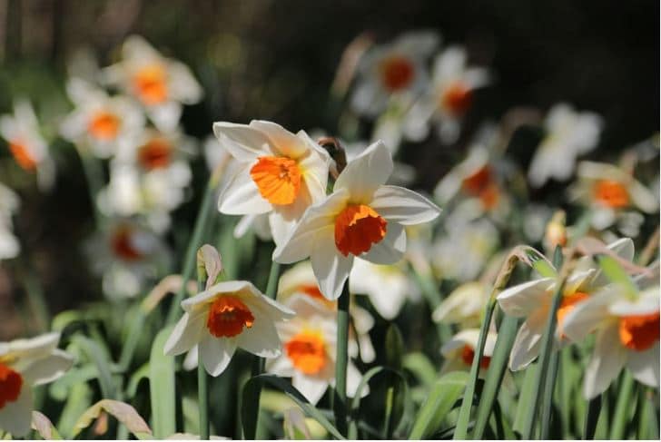 Daffodil Geranium