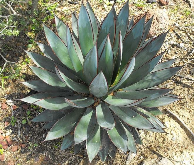 Agave Blue Glow