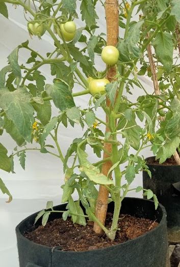 Grow Bags Tomato