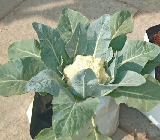 Grow Bags Cabbage