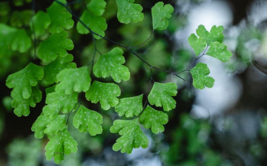 Maidenhair fern