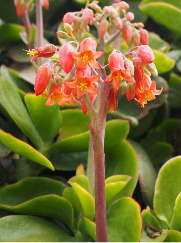 pigs ear succulent