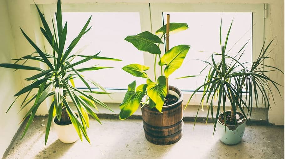 free download best low light indoor plants