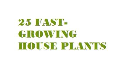 25 Fast growing house plants