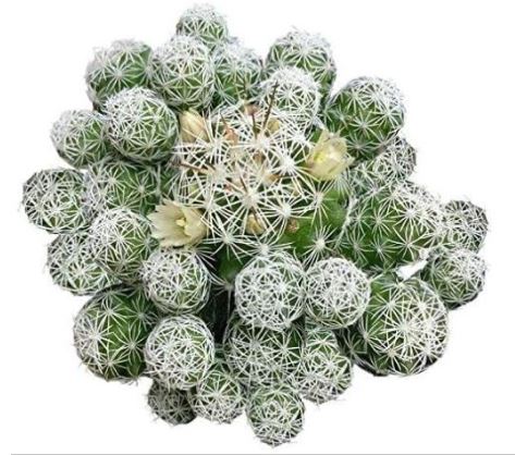 Thimble Mammillaria Cactus