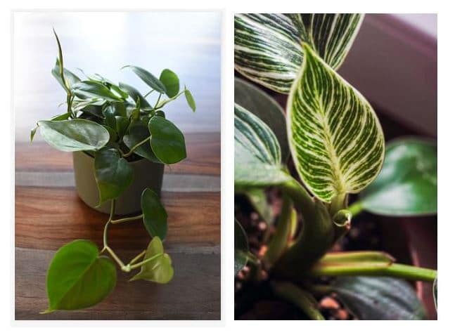 Different types of Philodendron
