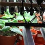 How to choose the Best Grow Lights for Your Indoor Plants