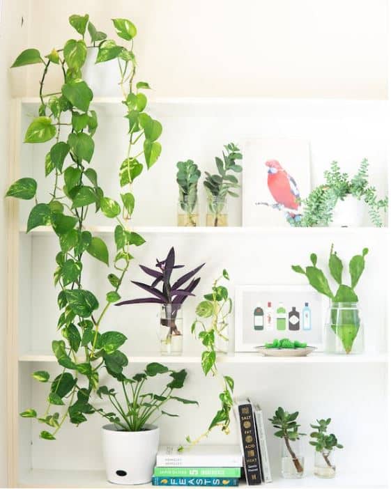 Where to put plants in a house