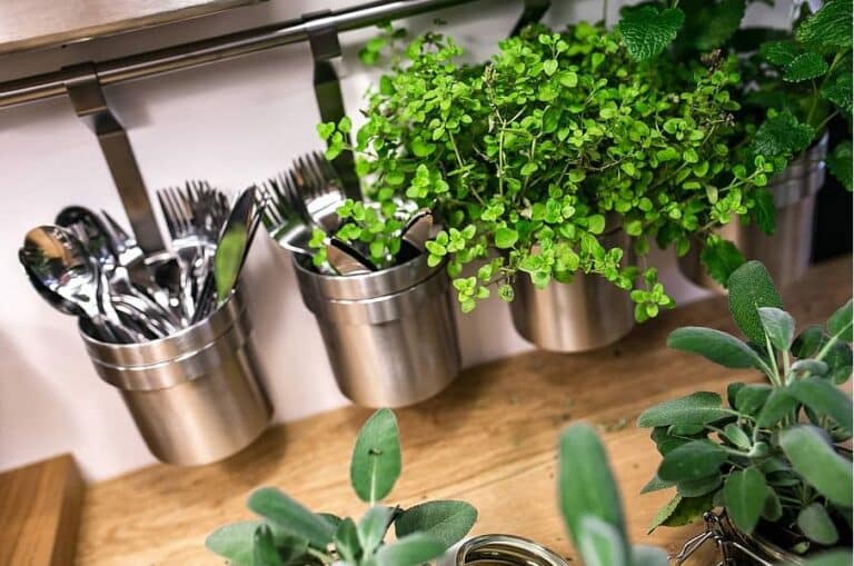 Plants that can be grown in kitchen