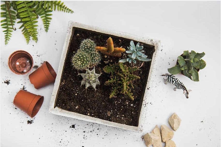 Transplanting Succulents Home Gardening Info transplanting-succulents-home-gardening-info