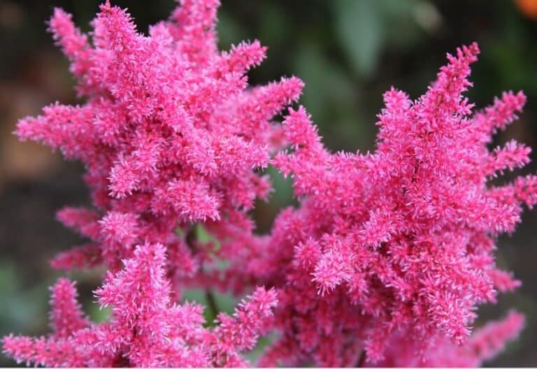 Astilbe