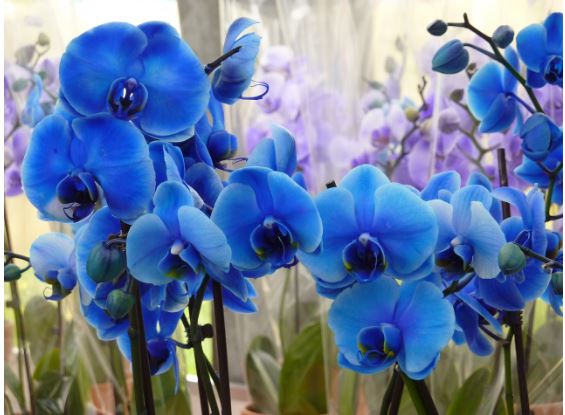 How to Care for Blue Orchids