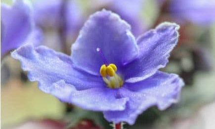 African Violet