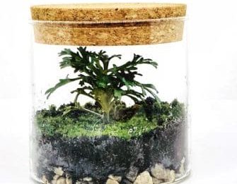 Closed terrarium