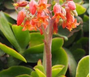 Pigs ear succulent