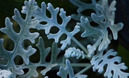 Dusty miller