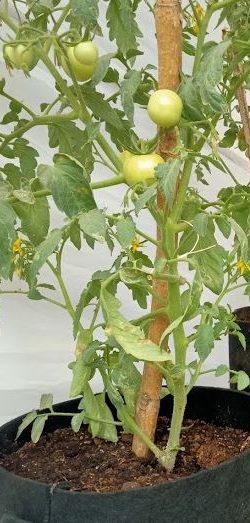 Grow Bags Tomato