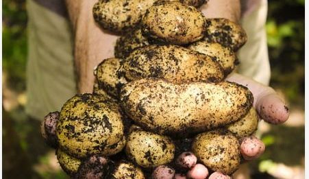 Grow potatoes in a bag