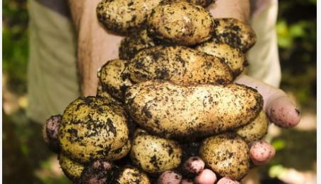 Grow potatoes in a bag